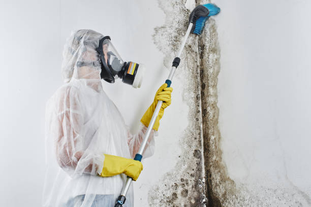 Best Certified Mold Removal  in Attica, IN