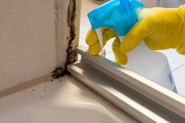 Best Residential Mold Removal  in Attica, IN