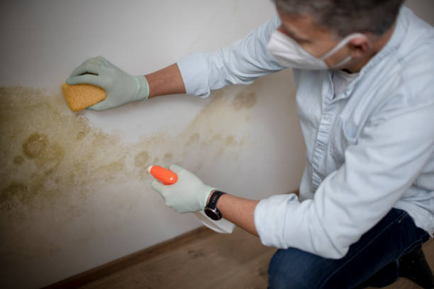 Best Office Mold Removal Services  in Attica, IN