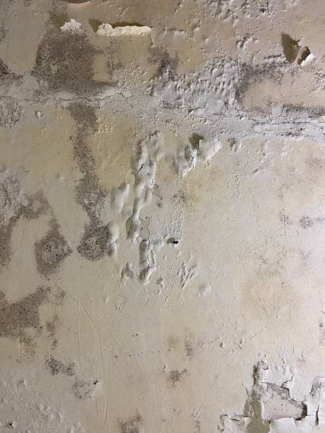 Best Mold Testing  in Attica, IN