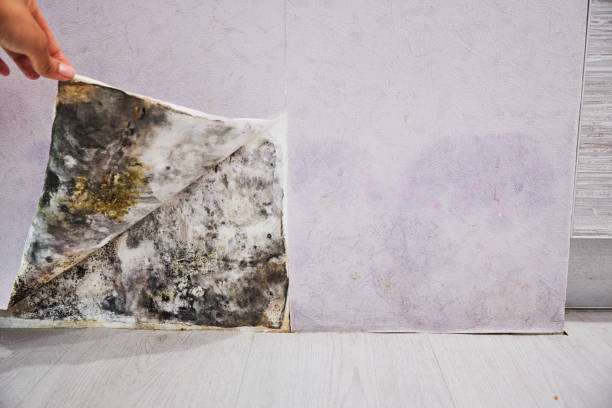 Mold Testing and Removal in Attica, IN